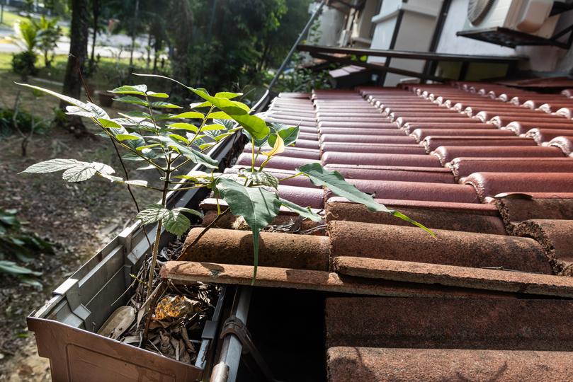 A gutter cleaning professional cleaning gutters on a house